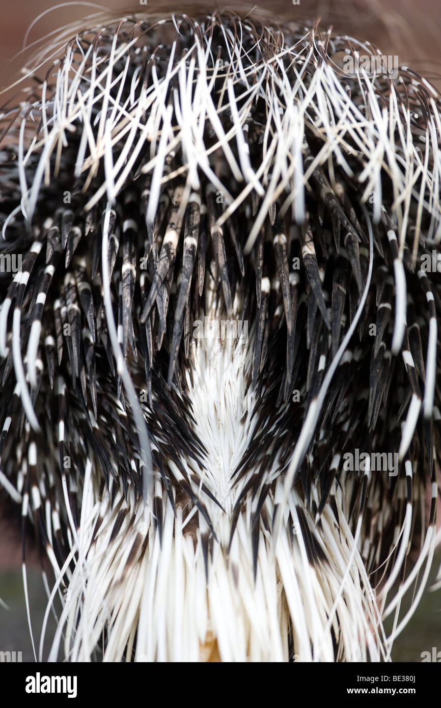 Indian crested porcupine rear closeup - Hystrix indica Stock Photo