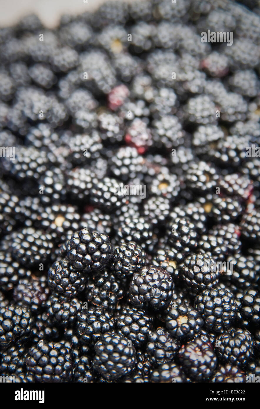 Freshly picked blackberries Stock Photo
