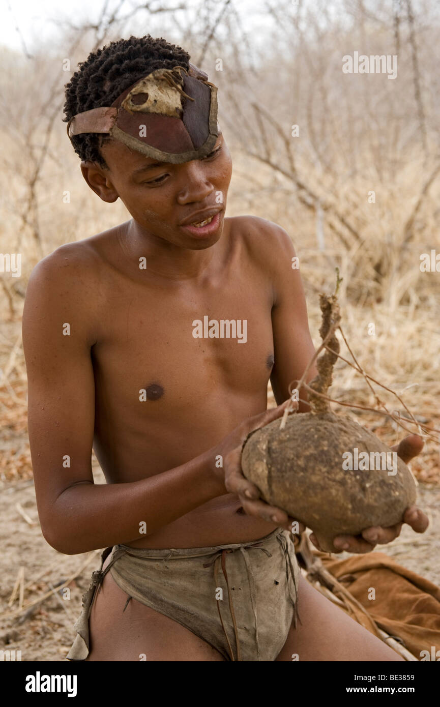 Naro bushman (San) digging up a milkplant root (Raphionacme burkei) for water, Central Kalahari, Botswana Stock Photo