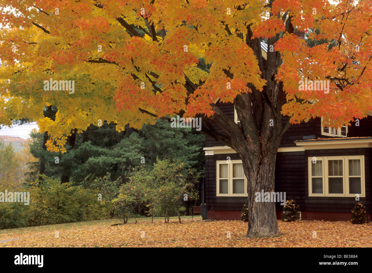 types of maple trees in maine