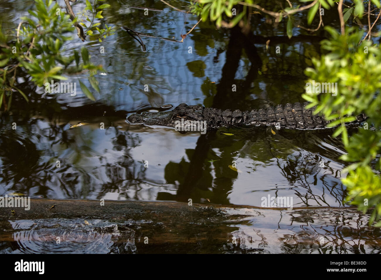 Alligator hiding in a swamp Stock Photo