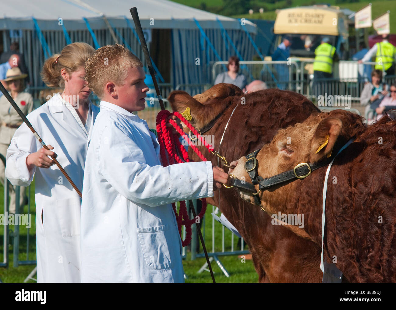 Showing cattle at the Westmorland Agricultural Show Stock Photo