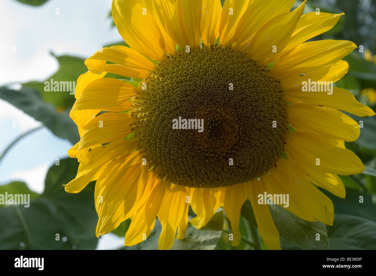 Sunflower plant bloom hires stock photography and images Alamy
