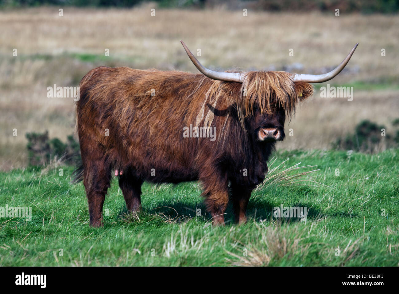 Highland cow isle mull scotland hi-res stock photography and images - Alamy