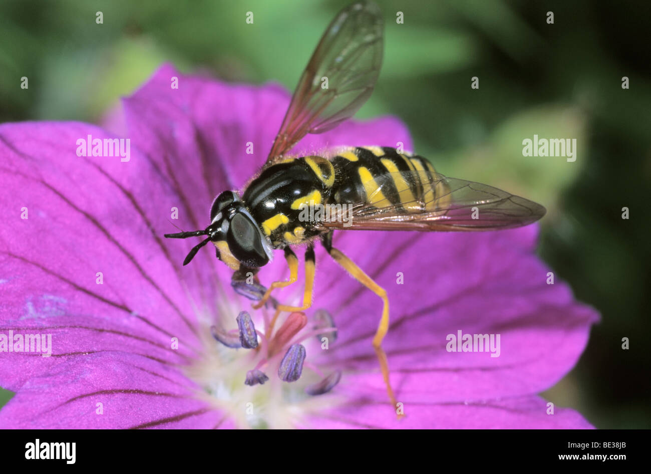 Hoverfly (Chrysotoxum intermedium) feeding on pollen from a Bloody Cranesbill Stock Photo