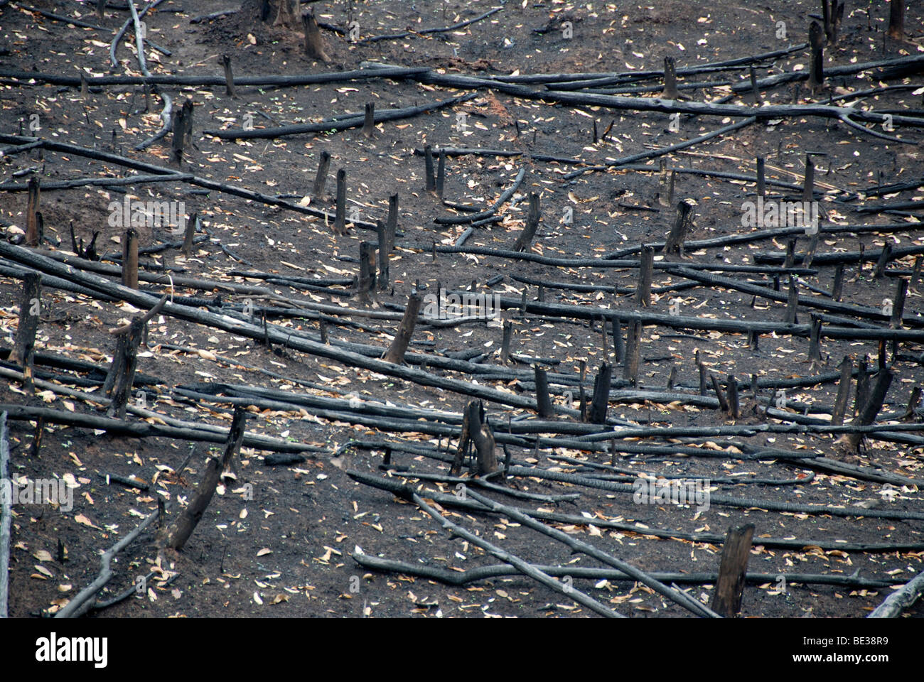 Forest destruction, destruction of the landscape by forest fire, slash and burn, scorched tree stumps, dead wood and black fore Stock Photo