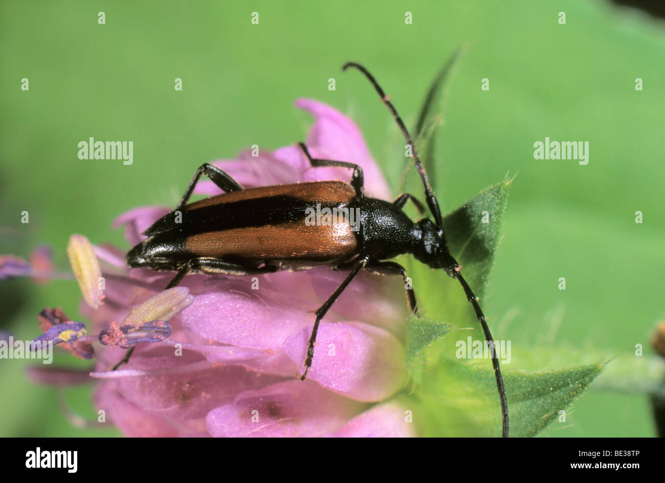 Longhorn Beetle or Longicorn (Leptura livida) Stock Photo