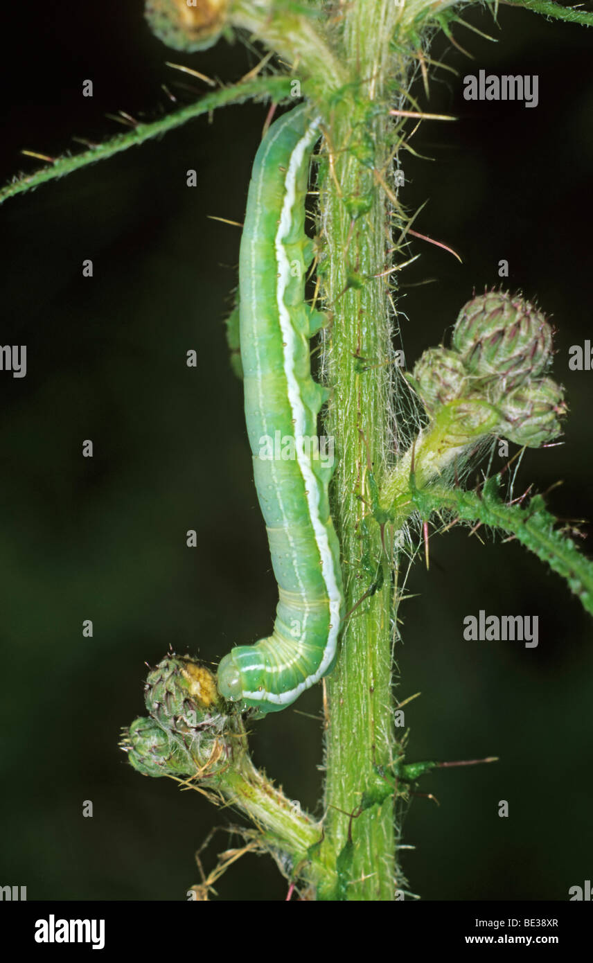 Grey Chi (Antitype chi) caterpillar eating a flower bud of a thistle