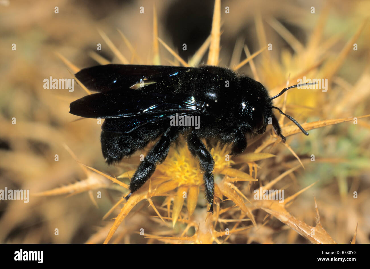 Blue Carpenter Bee (Xylocopa violacea) in search of nectar on a Greek