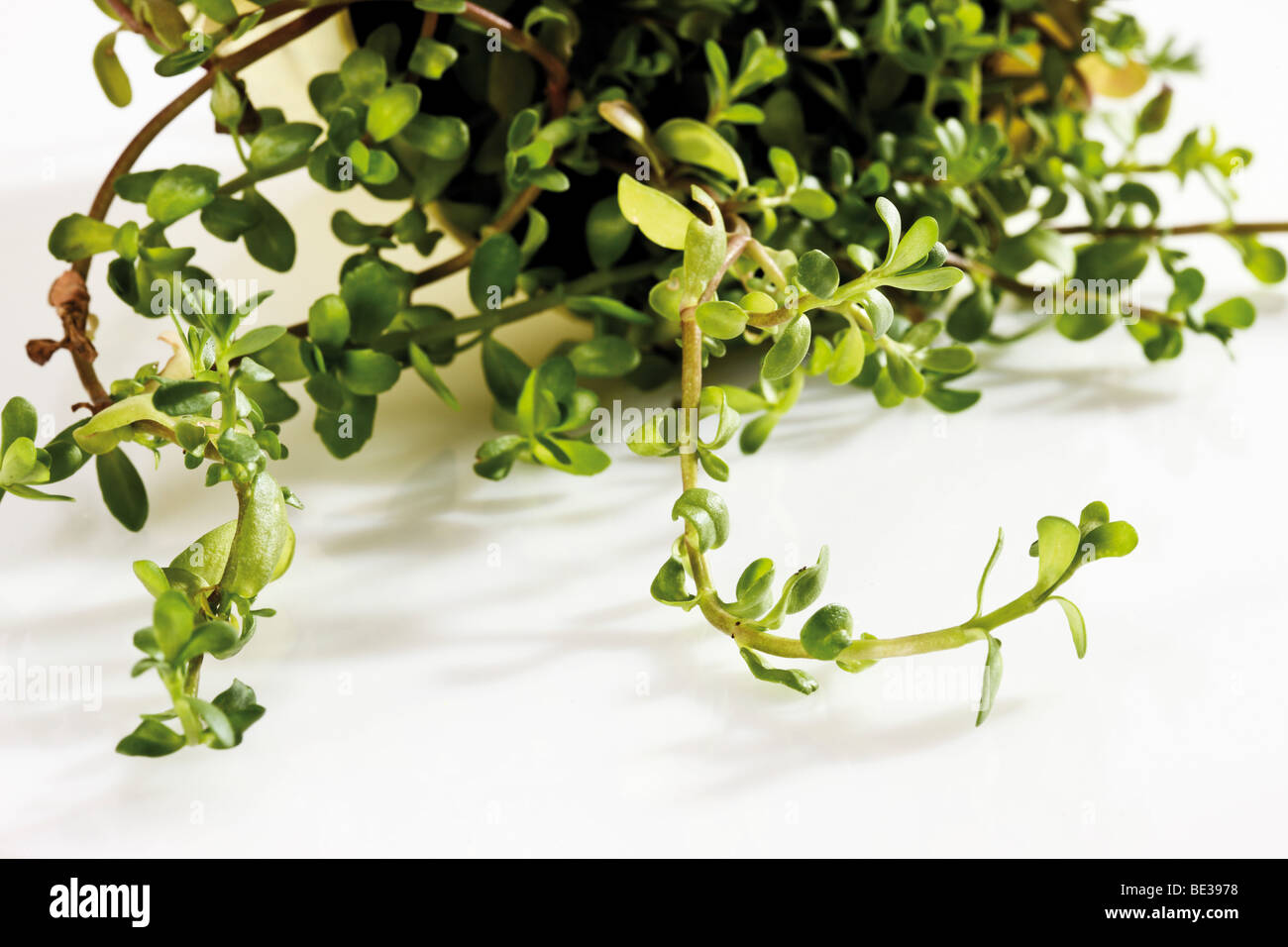 Coastal Waterhyssop, Brahmi, Thyme-leafed gratiola, Water hyssop (Bacopa monnieri) Stock Photo