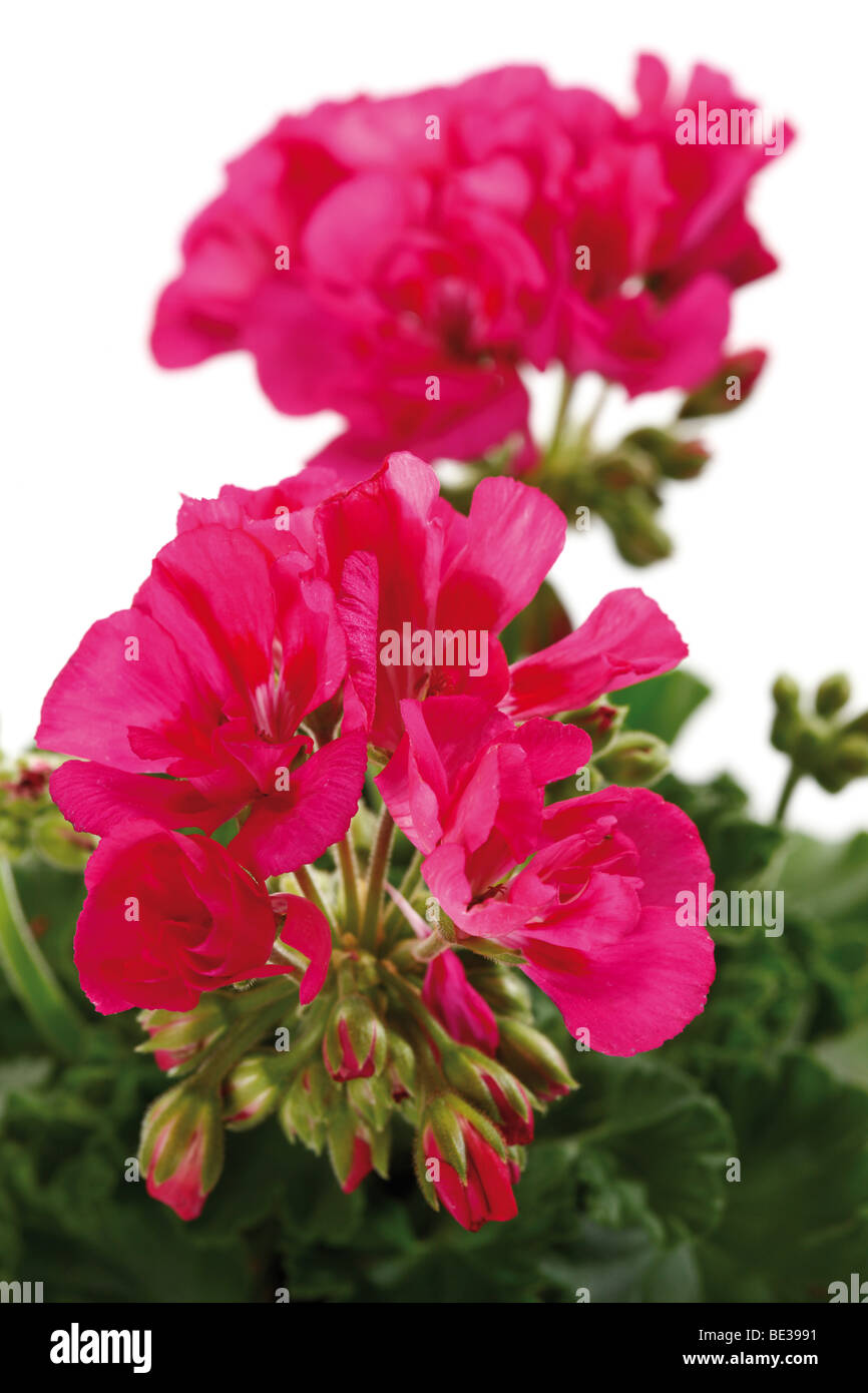 Geraniums, pink Stock Photo