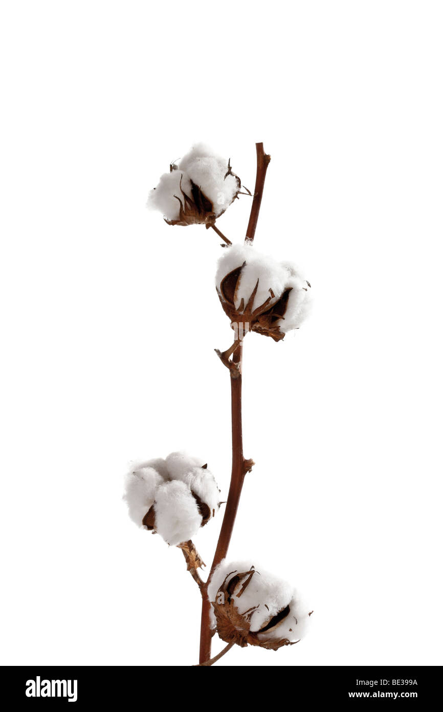 Cotton blossoms hires stock photography and images Alamy