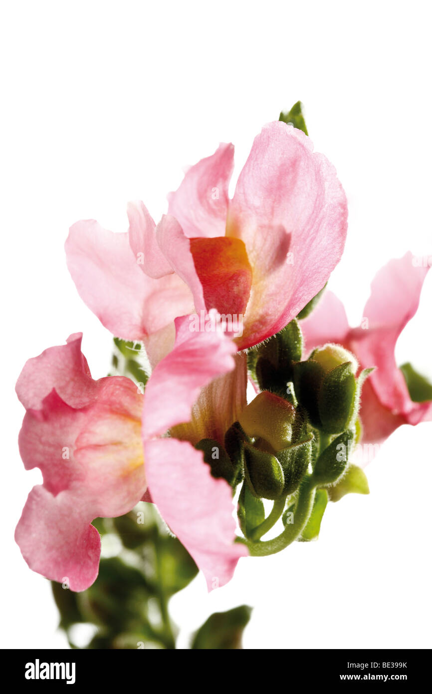 Snapdragons (Antirrhinum) Stock Photo