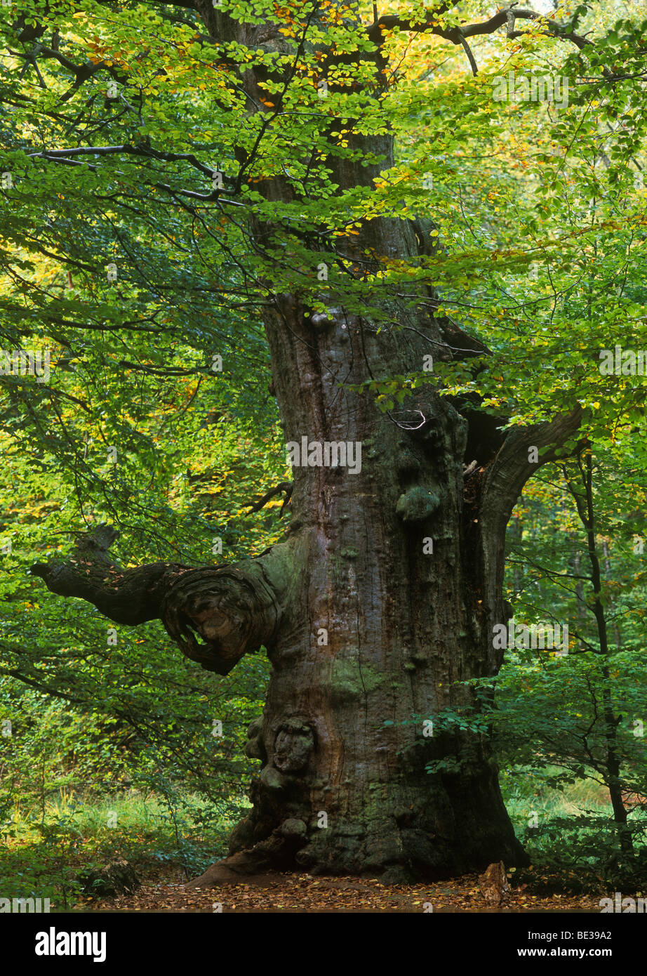 Dead Oak tree (Quercus), autumn, Sababurg primeval forest, Reinhardswald forest, Hesse, Germany, Europe Stock Photo