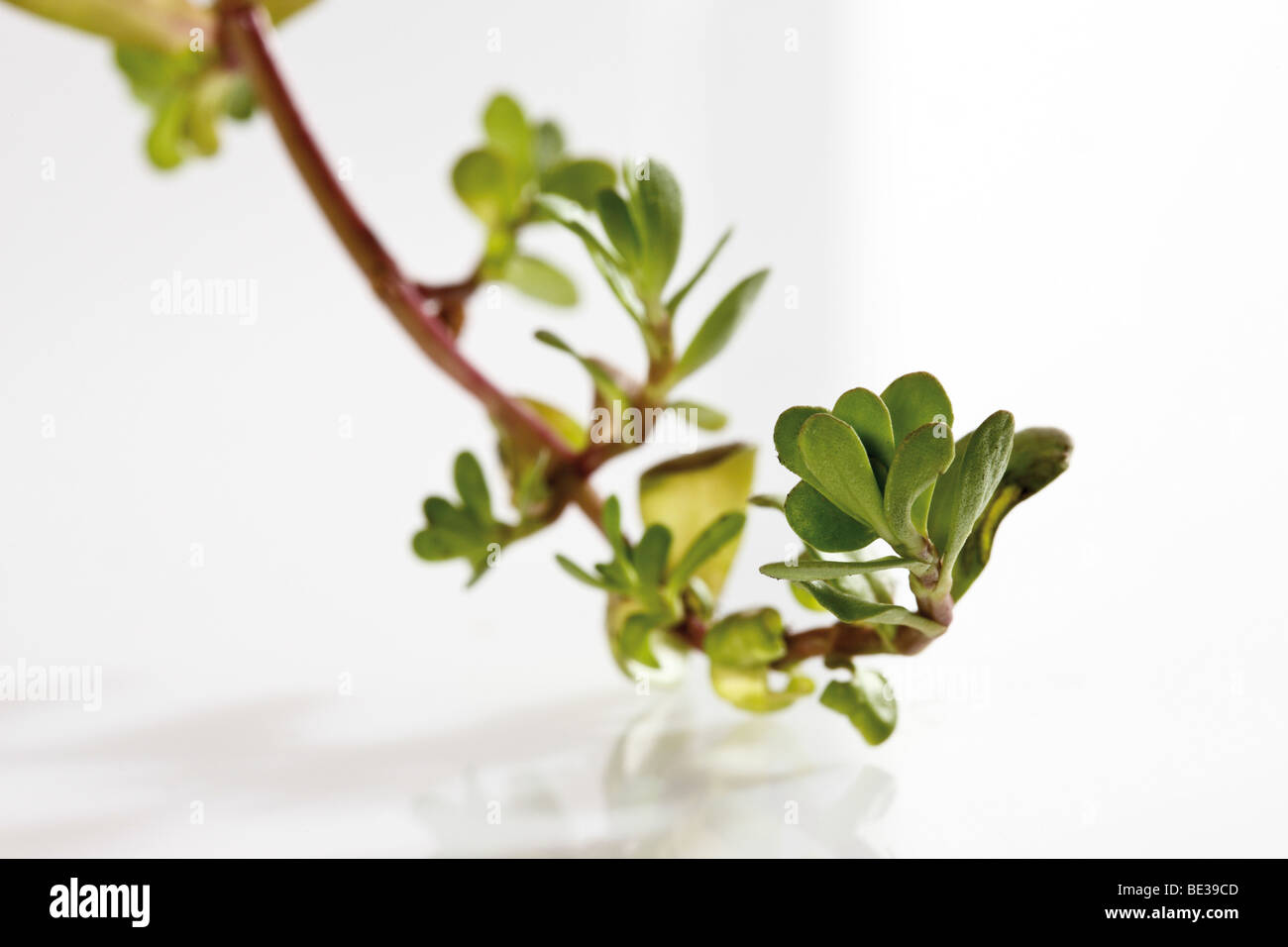 Coastal Waterhyssop, Brahmi, Thyme-leafed gratiola, Water hyssop (Bacopa monnieri) Stock Photo