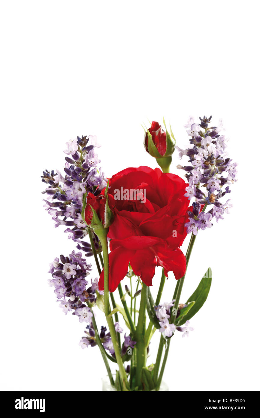 Red Rose and Lavender Stock Photo - Alamy