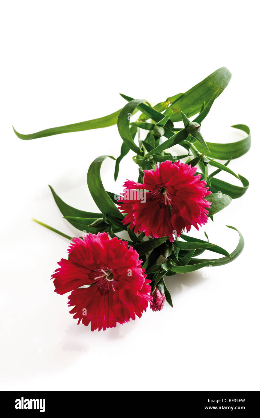 Carnation flowers Stock Photo