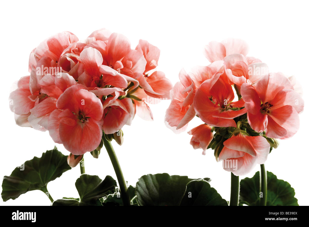 Geraniums, pink Stock Photo