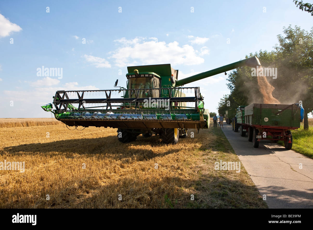 Combine harvester filling harvested wheat into a trailer, Wetterau, Hesse, Germany, Europe Stock Photo