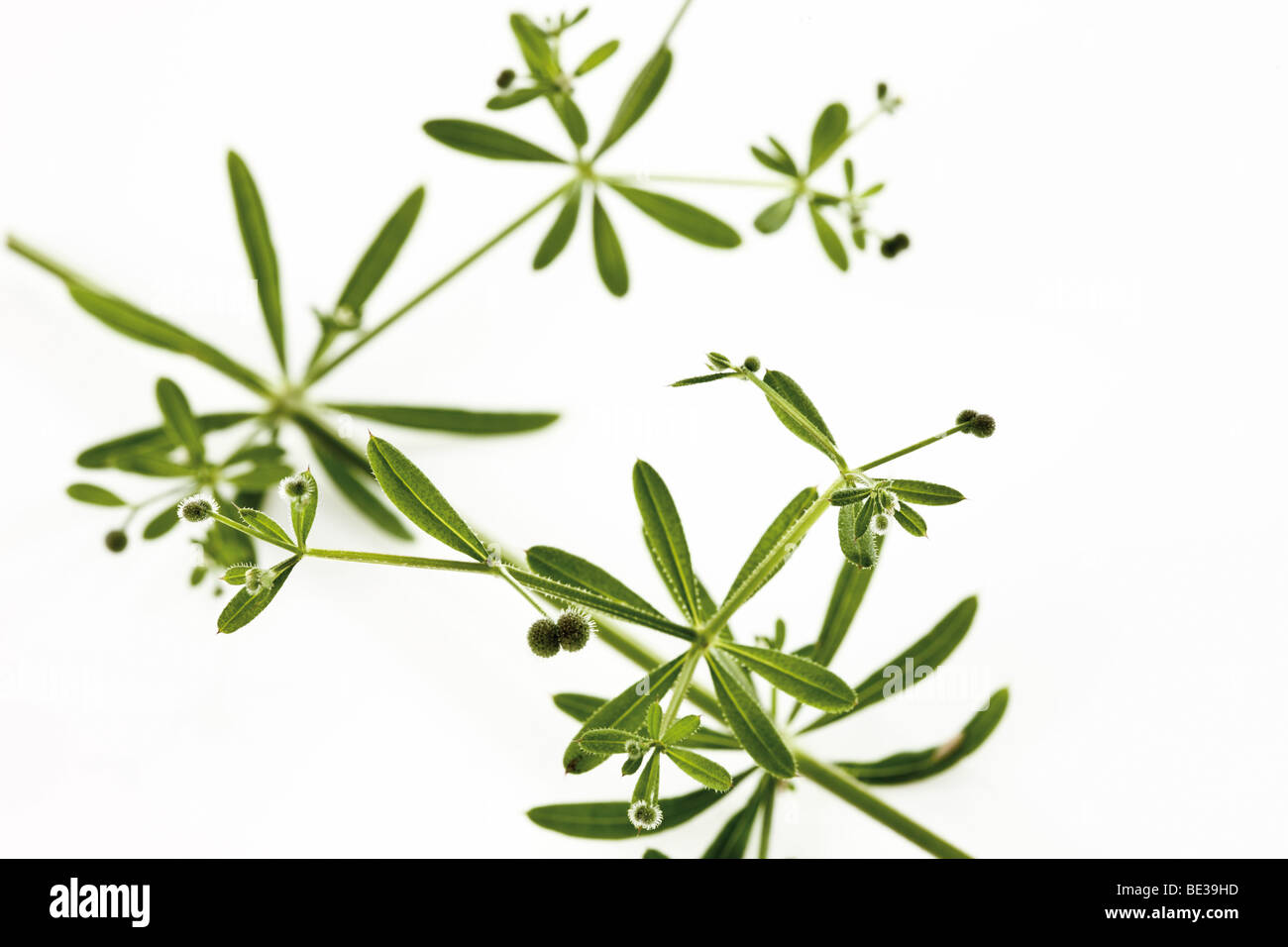 Cleavers, Clivers, Goosegrass, Stickywilly, Stickyweed, Catchweed, Robin-run-the-hedge or Coachweed (Galium aparine) Stock Photo