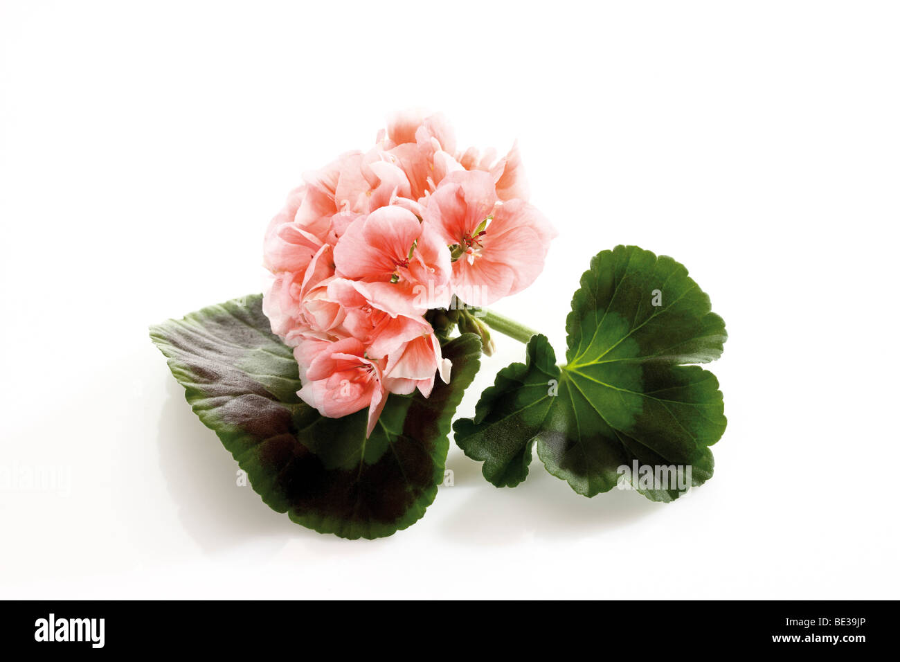Geranium, rose Stock Photo
