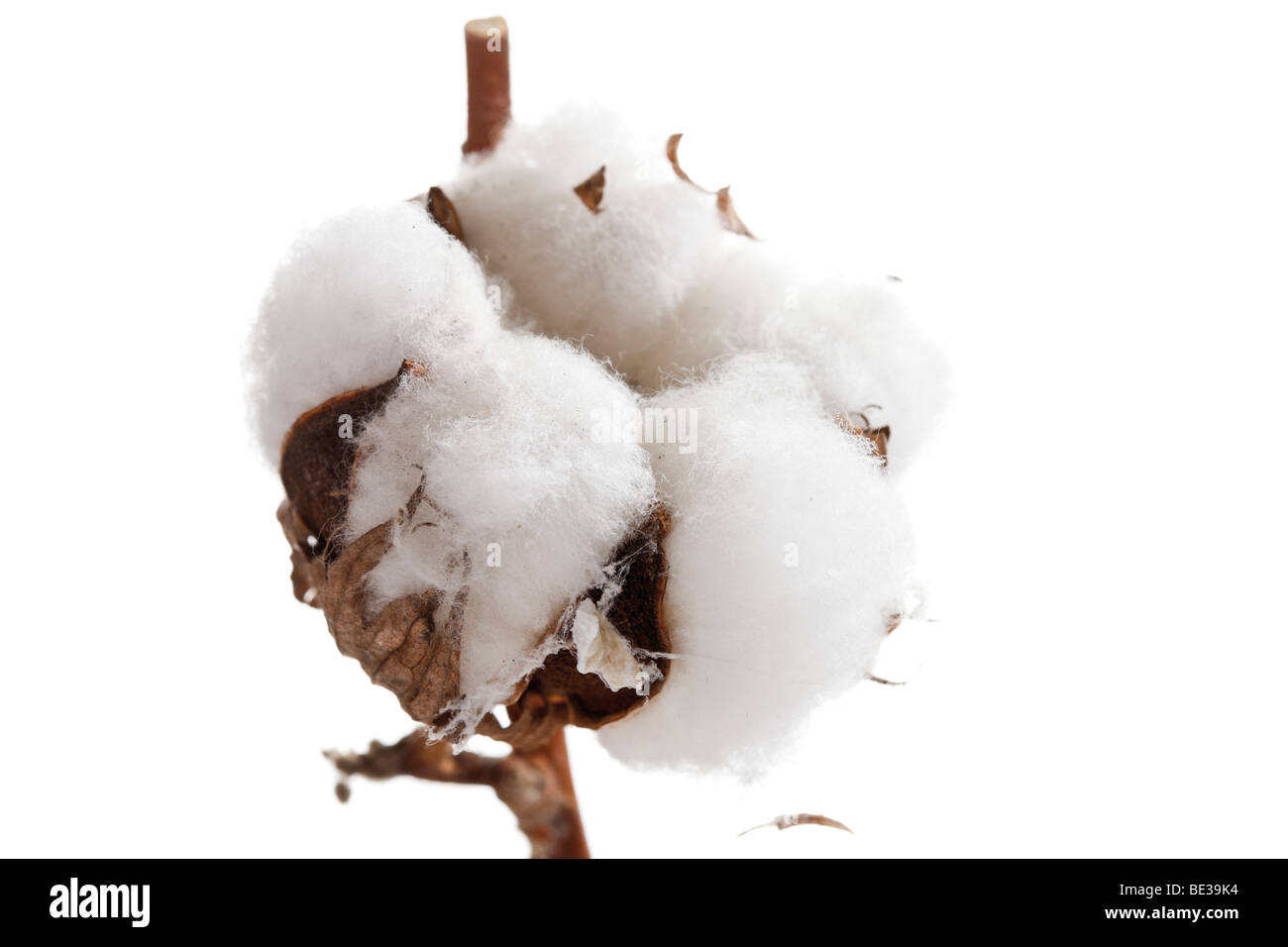 Cotton blossoms hires stock photography and images Alamy