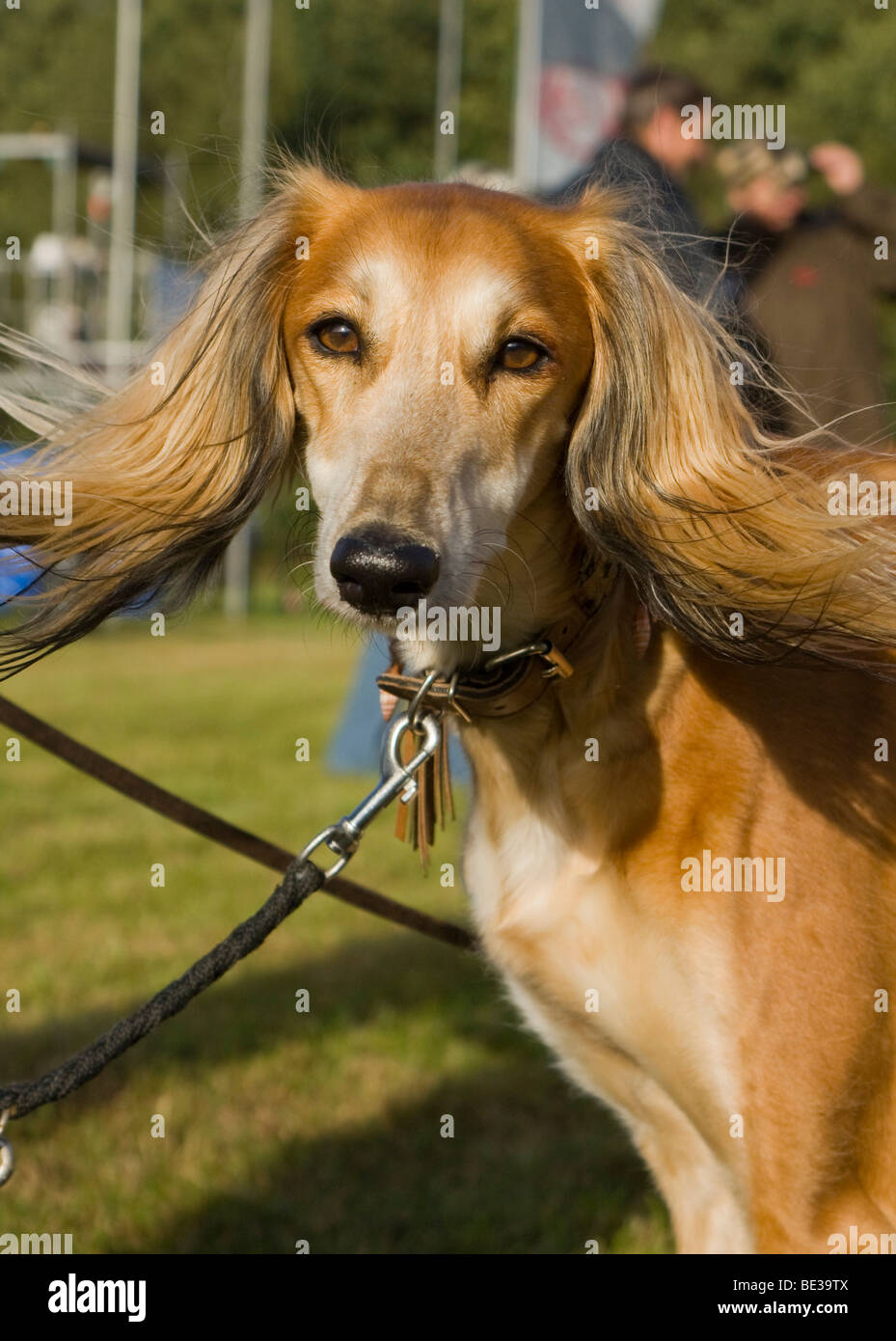 Greyhound, Greyhound Coursing, Hoope, Lower Saxony, Germany, Europe Stock Photo