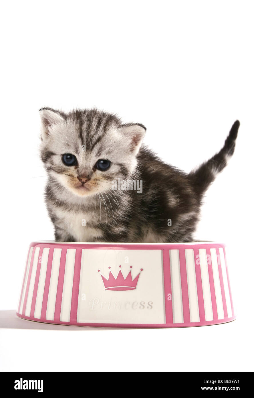 British Shorthair kitten in a feeding dish Stock Photo