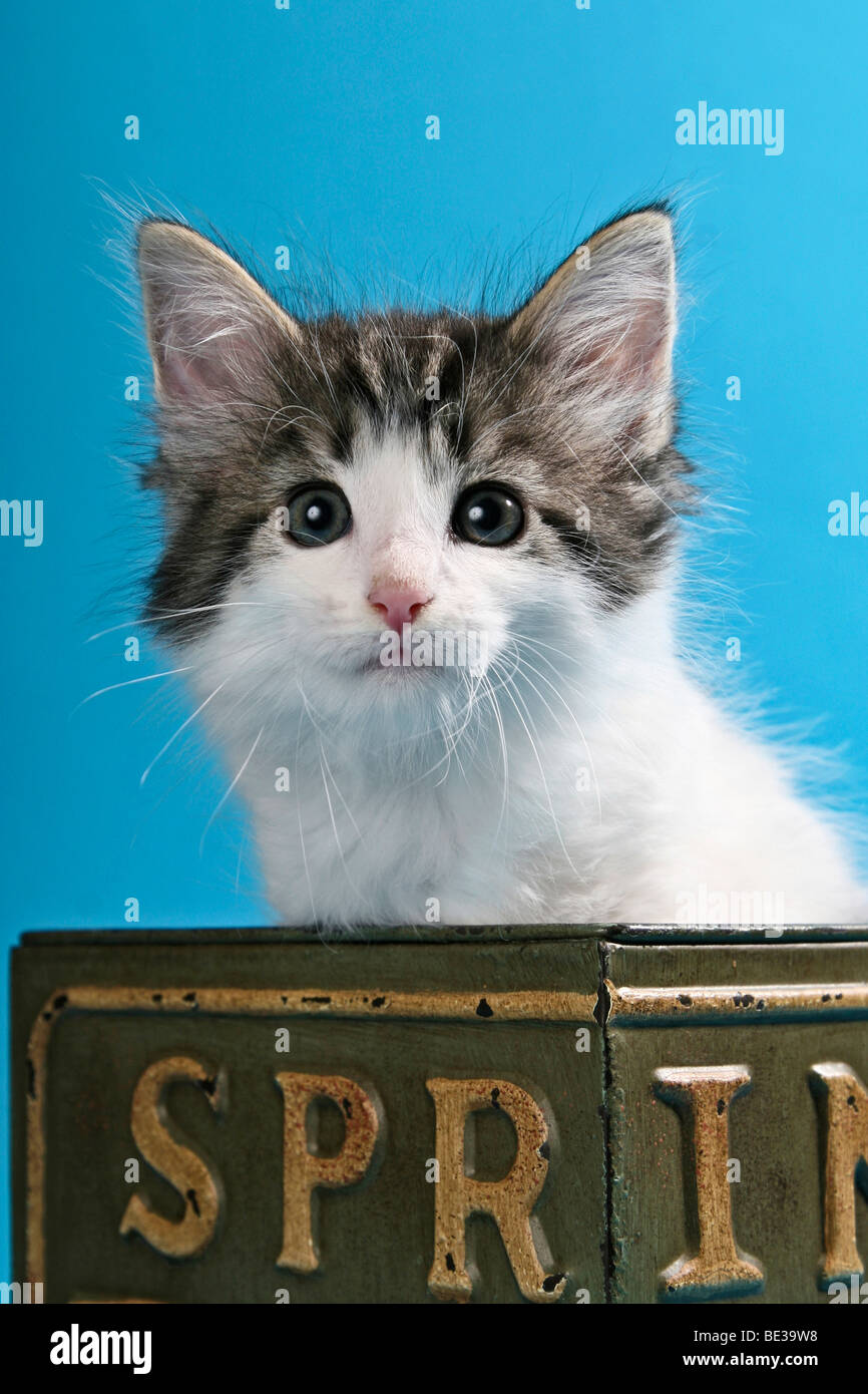 Norwegian Forest Cat, kitten in nostalgic box Stock Photo
