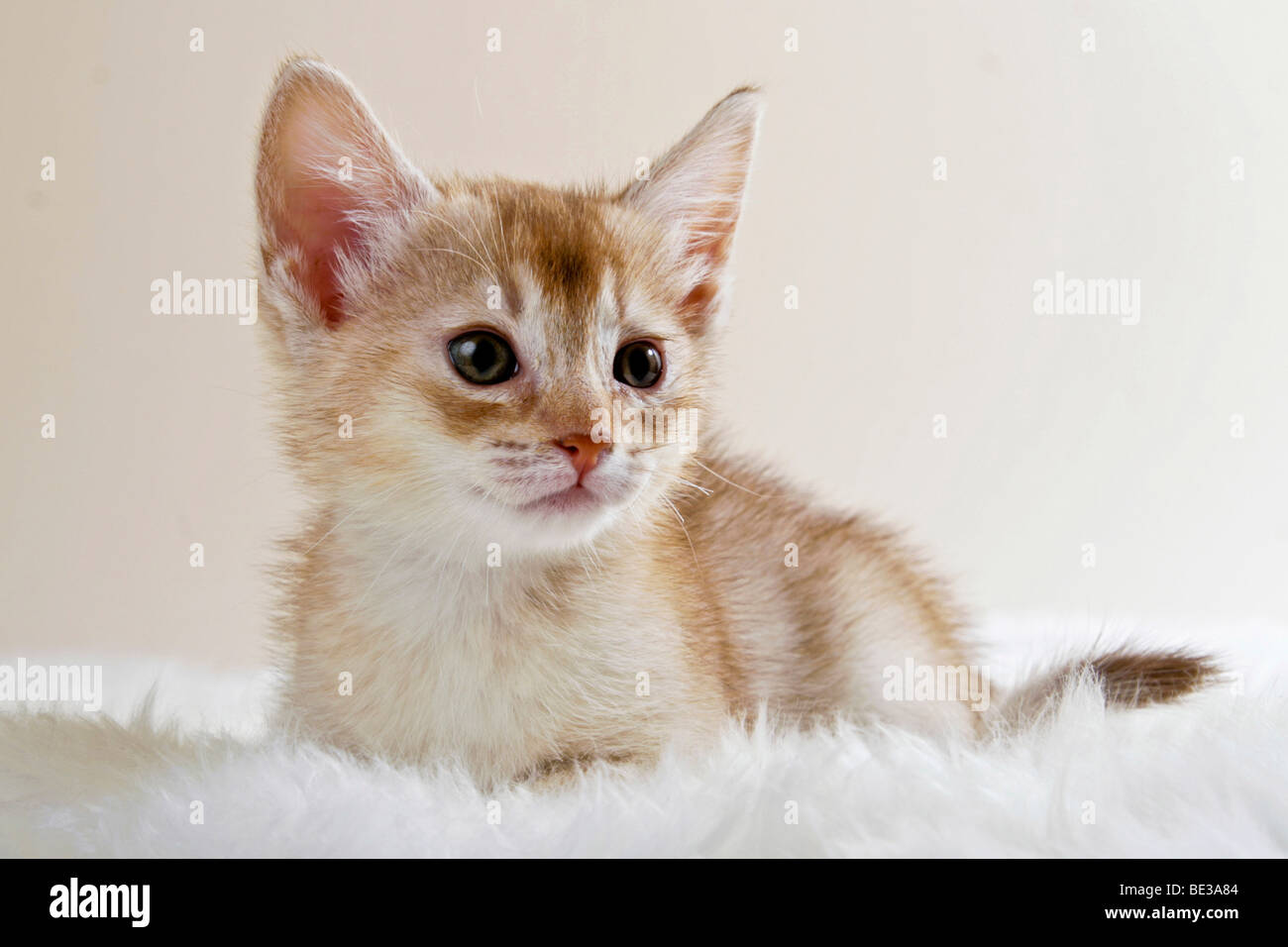 Abyssinian kitten, lying Stock Photo