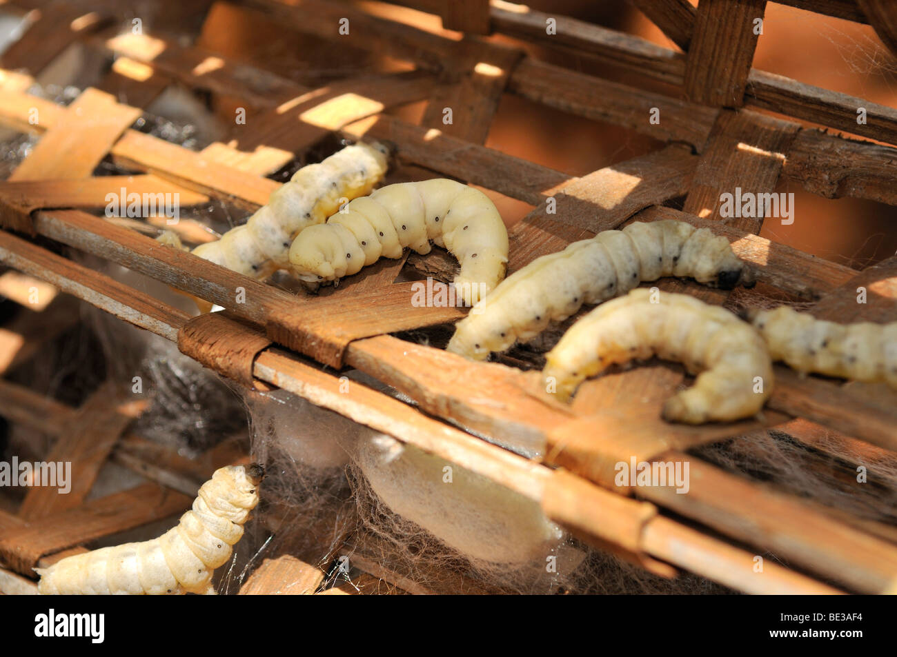 Silkworms (Bombyx mori), sericulture, silk farming, Dalat capital, Central Highlands, Vietnam