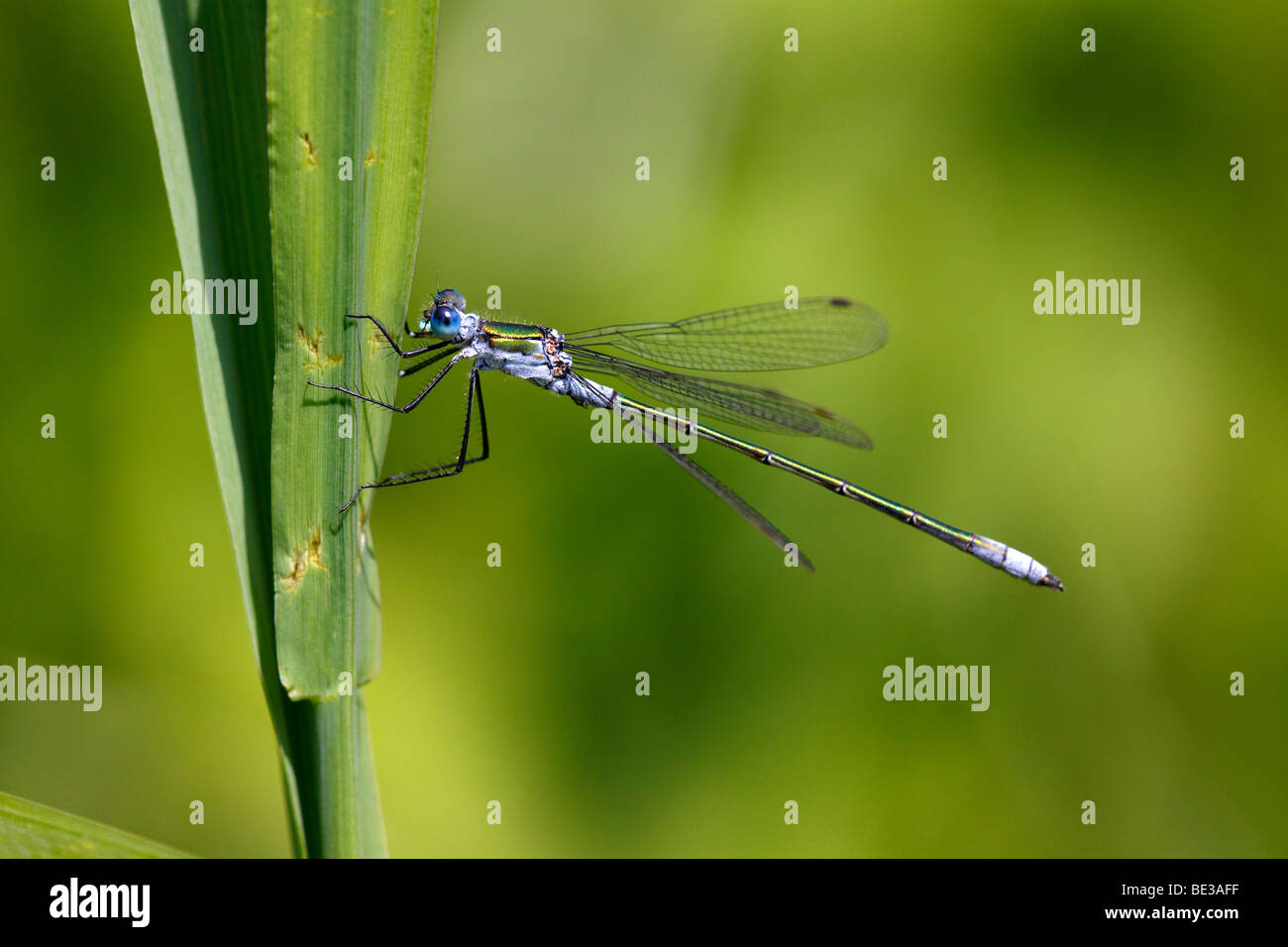 Male Emerald Damselfly (Lestes sponsa Stock Photo - Alamy