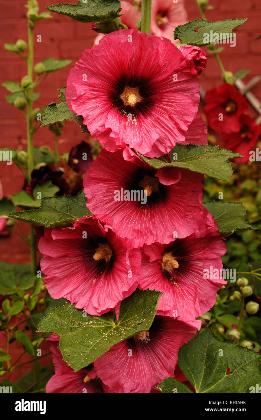 Blossoms of a Hollyhock (Alcea rosa) Stock Photo