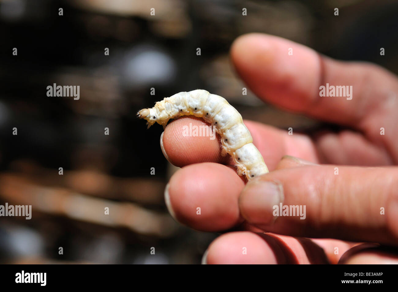 Silkworm (Bombyx mori) in the hand of the breeder, sericulture, silk farming, Dalat capital, Central Highlands, Vietnam, Asia Stock Photo