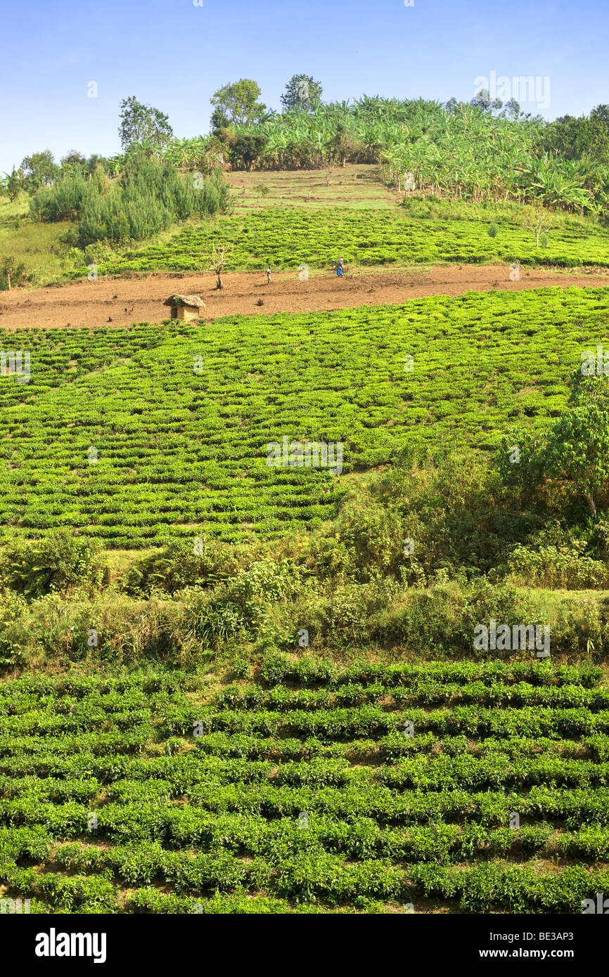View across tea plantations and agricultural land bordering Bwindi