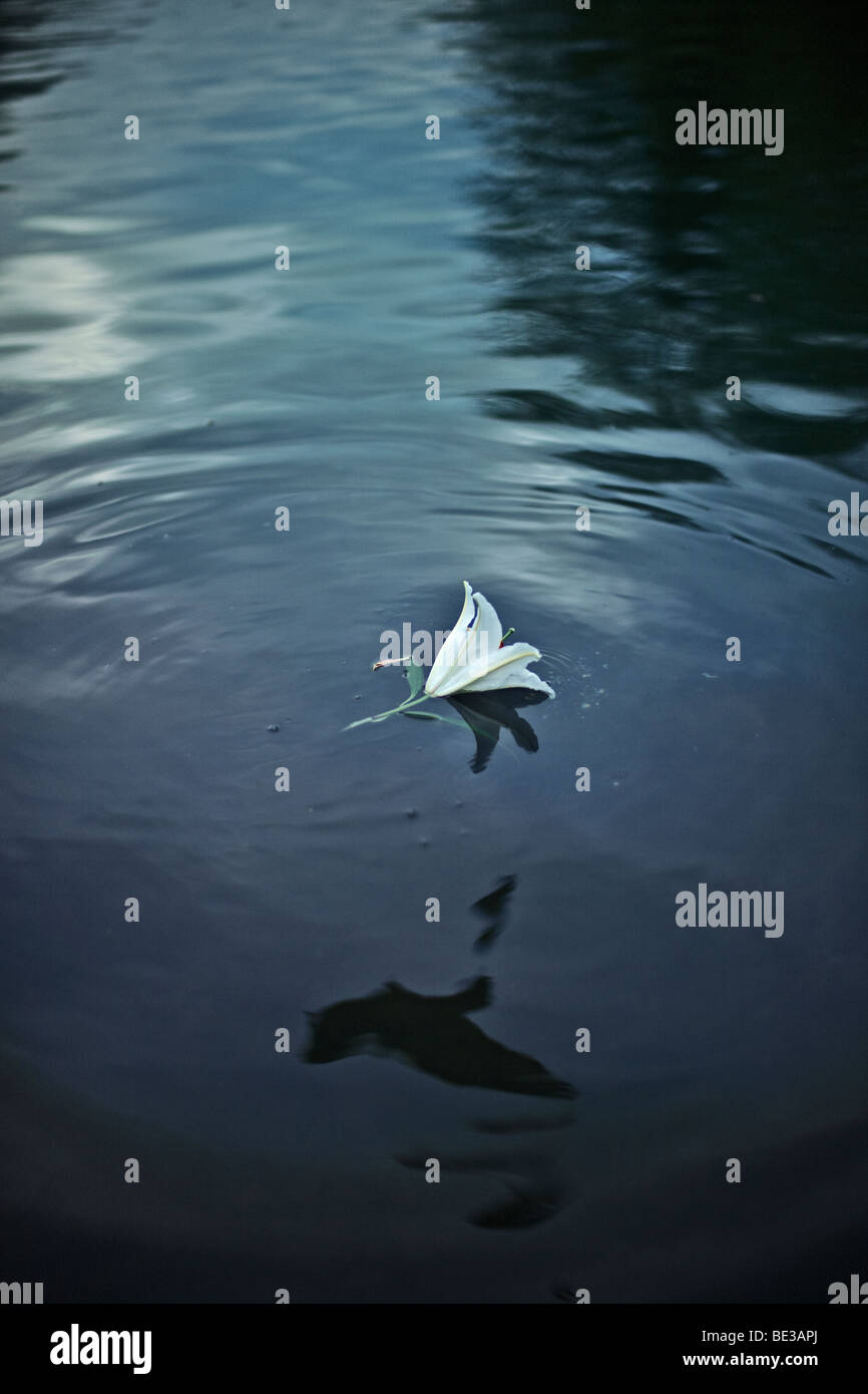 Floating Lily Stock Photo