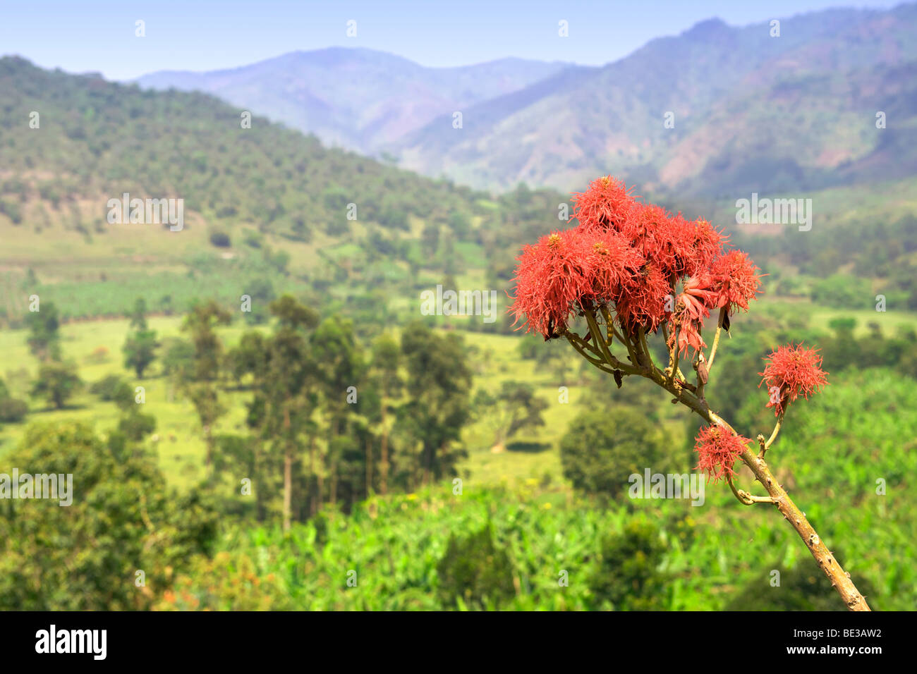Uganda flower hires stock photography and images Alamy