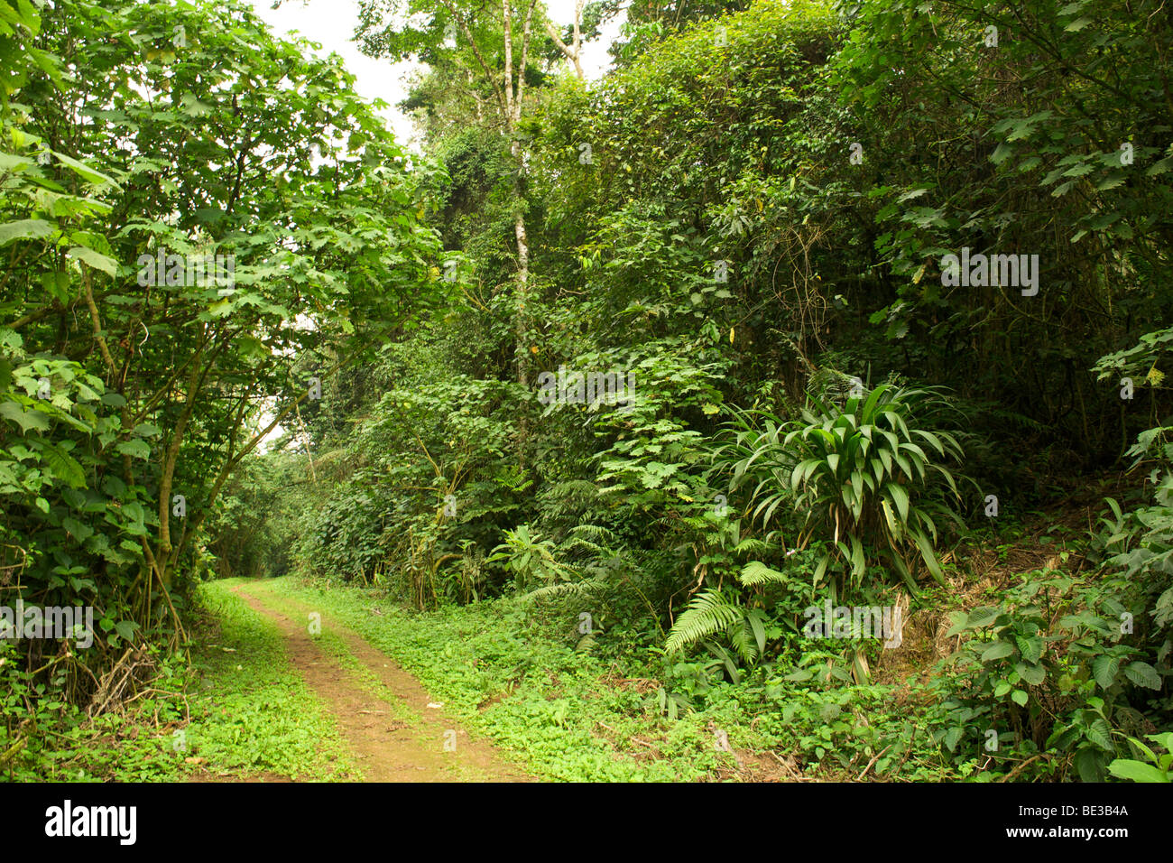 Walking trail in the rain forests of Bwindi Impenetrable National Park in southern Uganda. Stock Photo