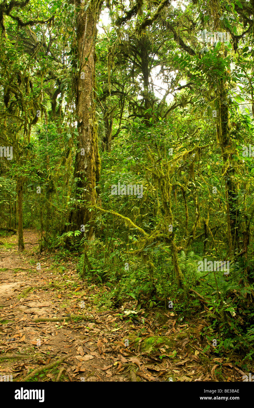 Walking trail in the rain forests of Bwindi Impenetrable National Park in southern Uganda. Stock Photo