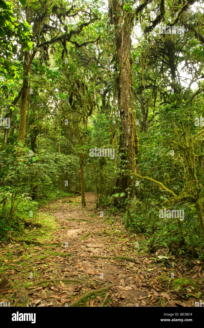 Walking trail in the rain forests of Bwindi Impenetrable National Park in southern Uganda. Stock Photo