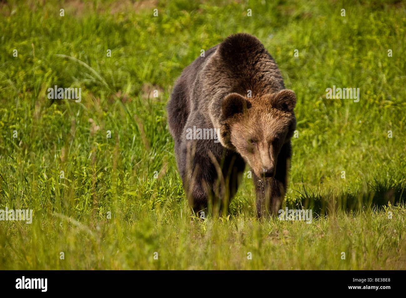 Brown Bear (Ursus arctos), Weilburg zoo, Hesse, Germany, Europe Stock Photo