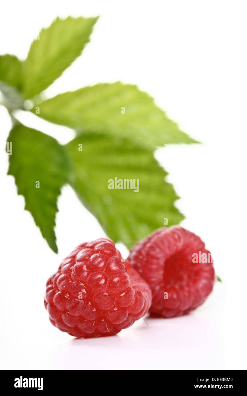 Raspberries with raspberry leaves Stock Photo
