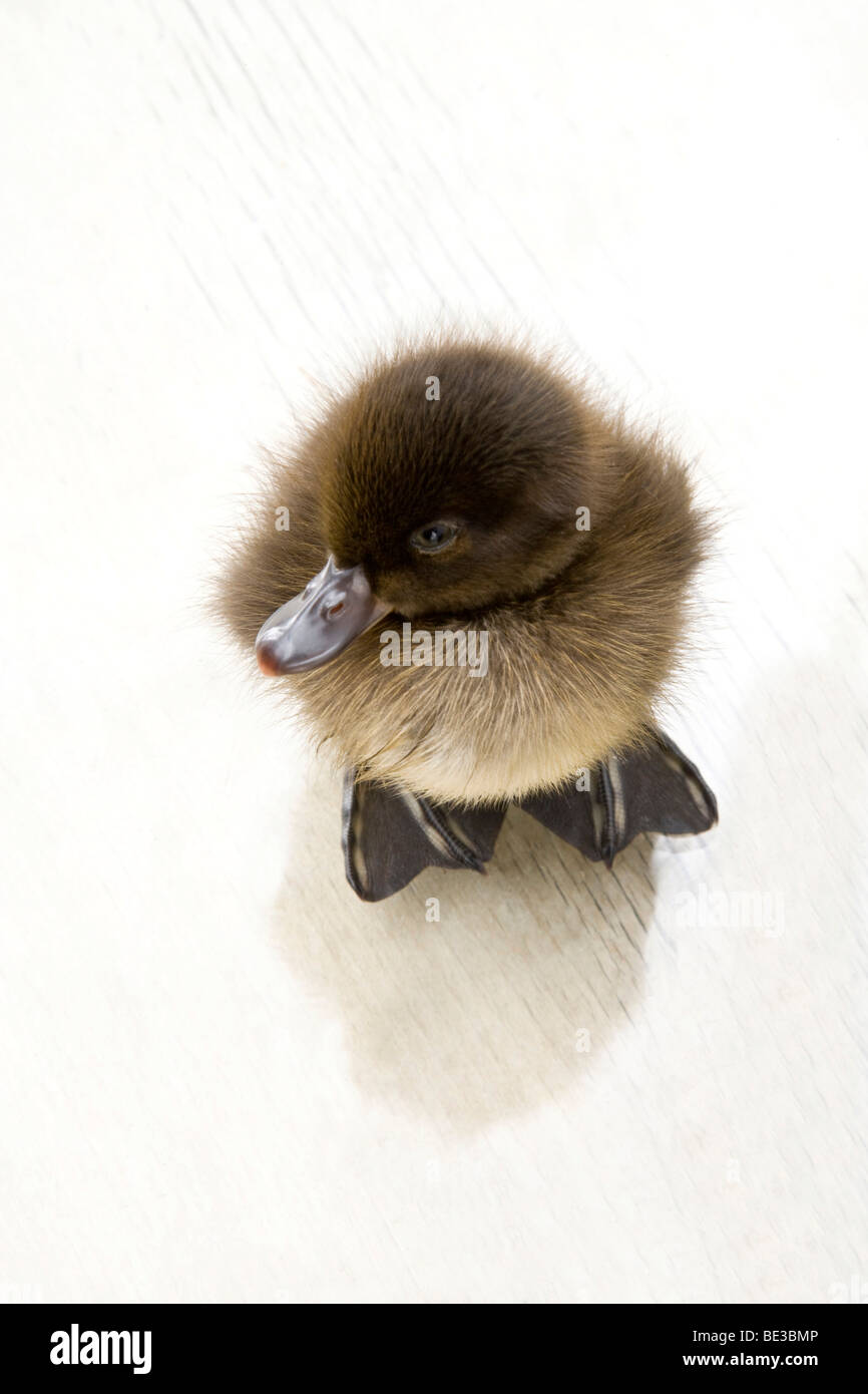 Duck, drake, chick Stock Photo