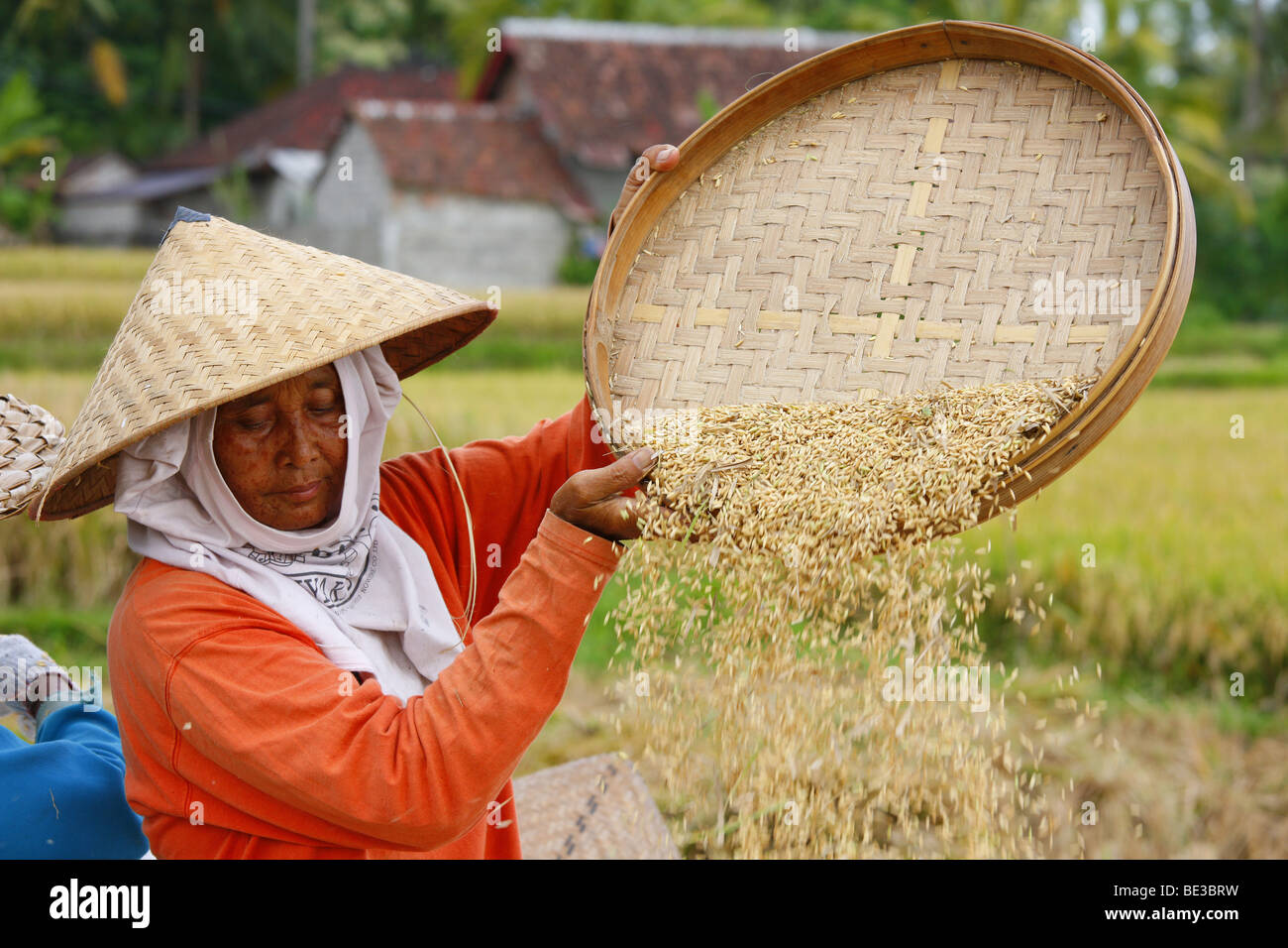Woman winnowing rice, harvest in the paddy fields near Tegal Lalang, Bali, Republic of Indonesia, Southeast Asia Stock Photo