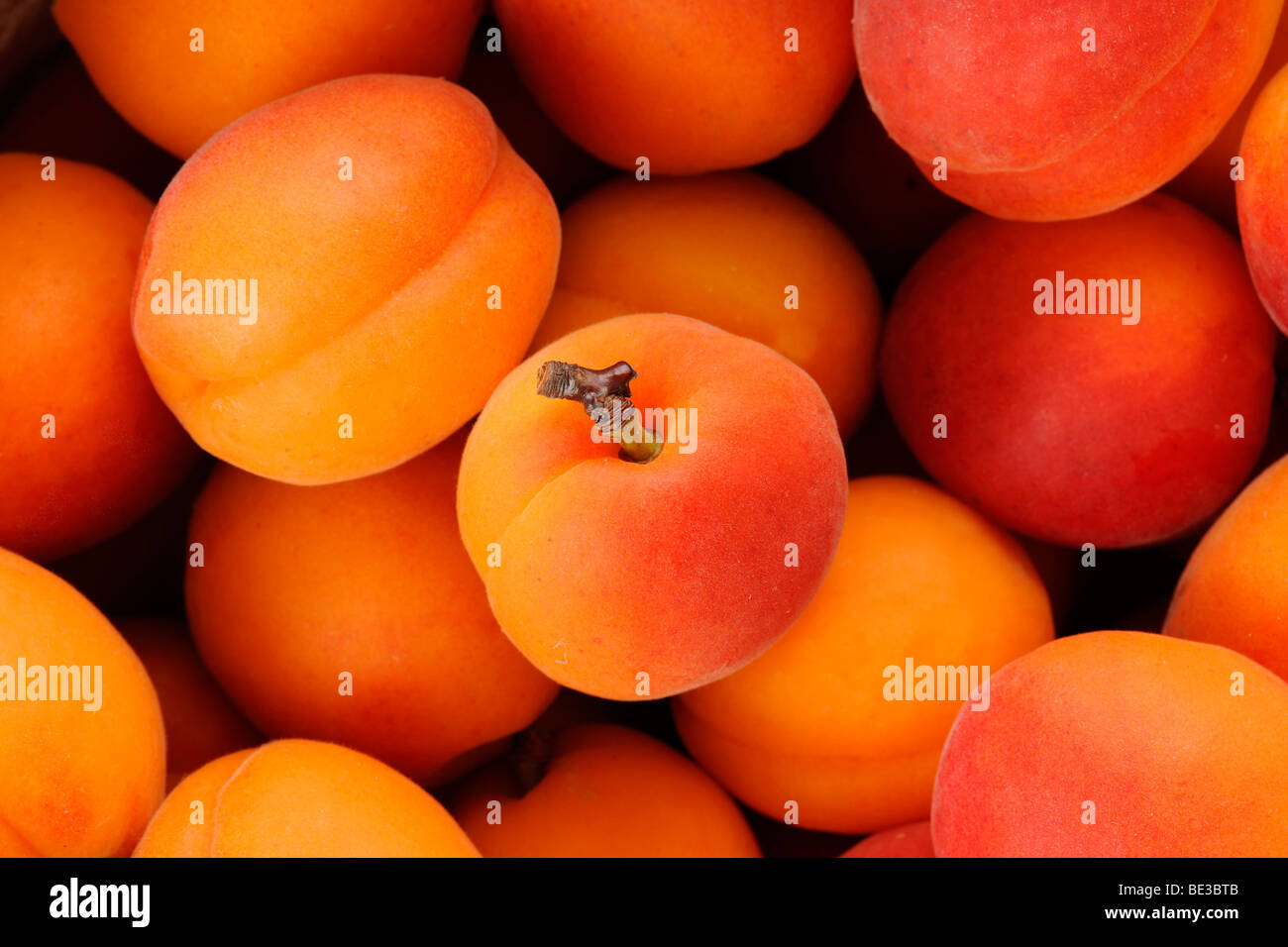 Apricots (Prunus armeniaca) Stock Photo