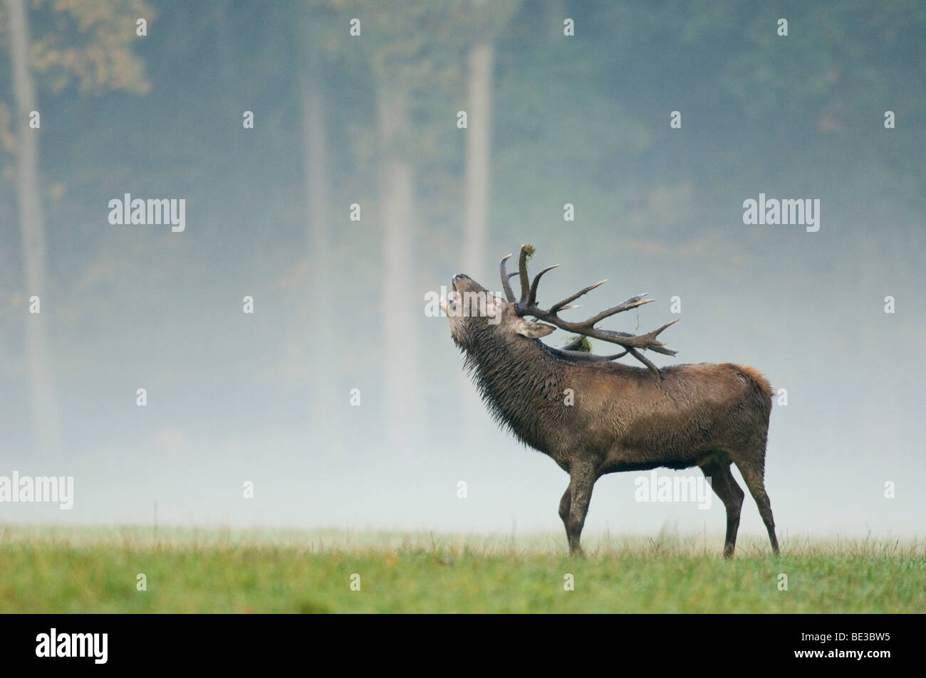 Red Deer (Cervus elaphus), deer rut, fog, enclosure Stock Photo