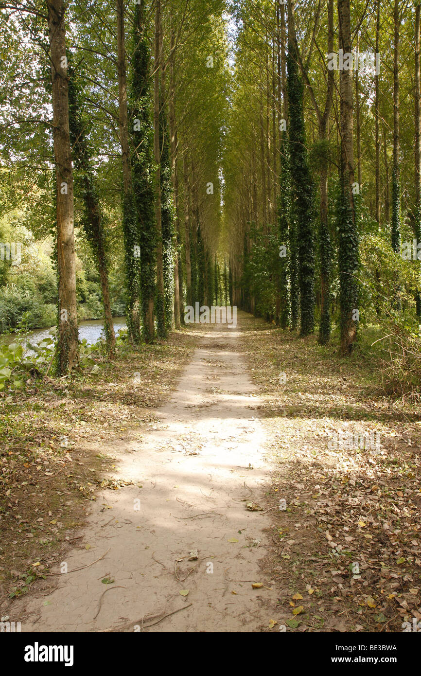 Pathway through an avenue trees Stock Photo