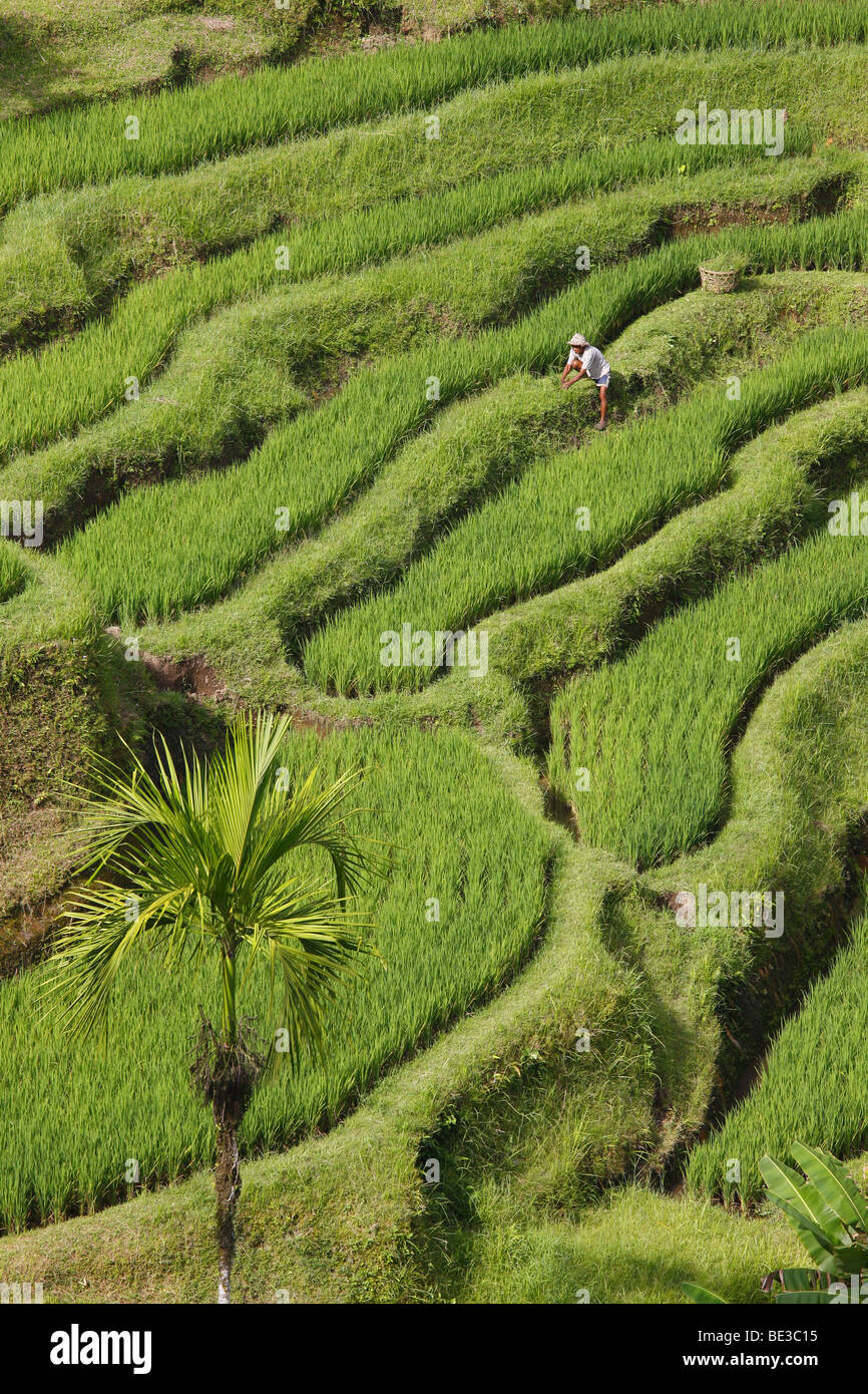 Paddy fields near Tegal Lalang, Bali, Republic of Indonesia, Southeast Asia Stock Photo
