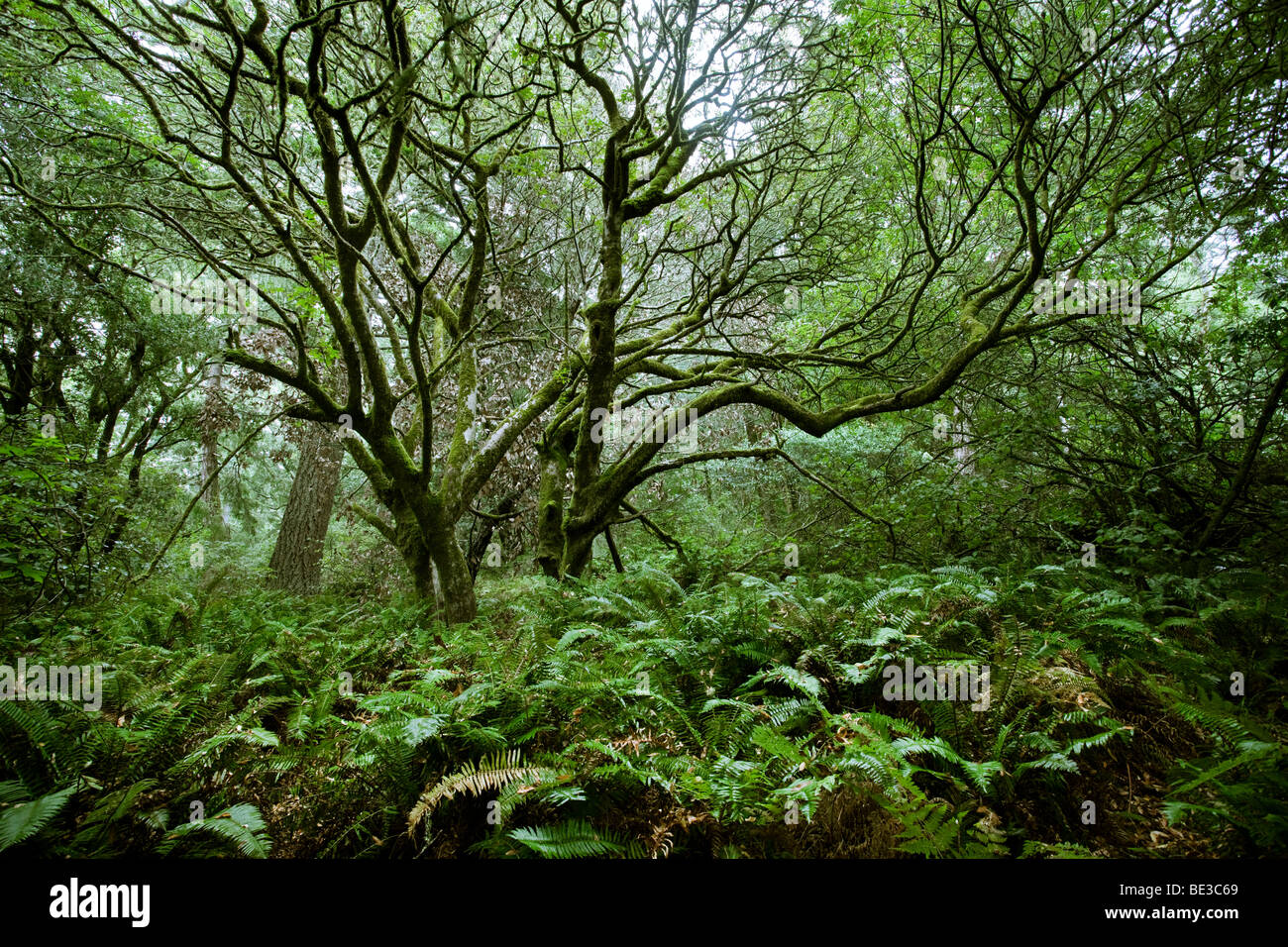 Forest of  Coast Live Oak (Quercus agrifolia) and fern, Point Reyes National Seashore, California, USA Stock Photo