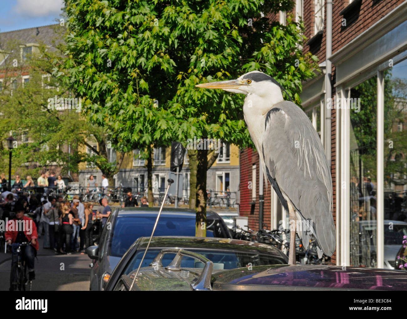 Grey Heron (Ardea cinerea), Amsterdam, Netherlands, Europe Stock Photo